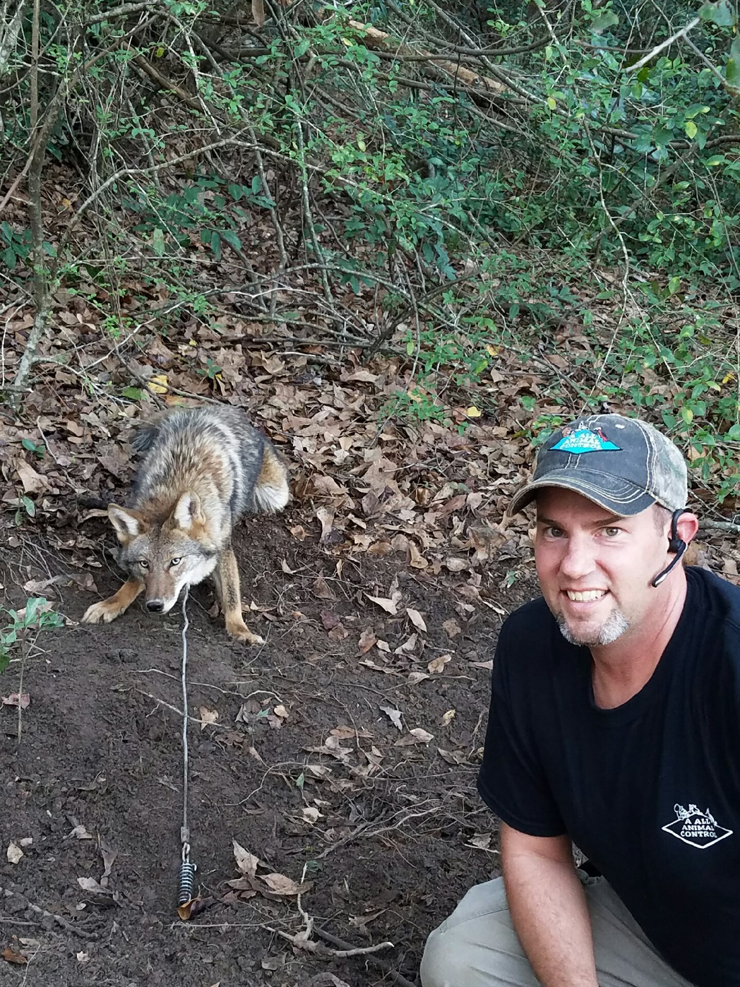 coyote-removal-control-pensacola-fl-aaac-wildlife-removal