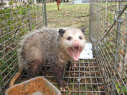 opossum