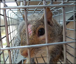 louisville squirrel removal