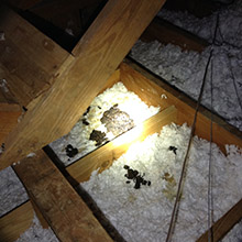 raccoon waste in attic louisville