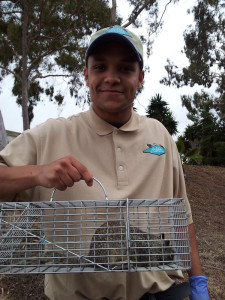 nashville squirrel removal