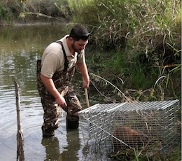 A All Animal Control Beaver Removal in Clarksville Tennessee