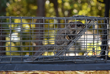 squirrel-removal