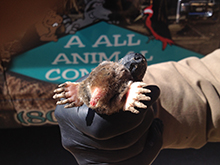 Mole-AAAC Wildlife Removal