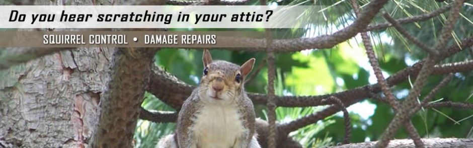 Squirrel Removal & Control Dallas TX - AAAC Wildlife Removal