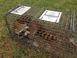 Little Elm Animal Removal & Control Denton TX - AAAC Wildlife Removal
