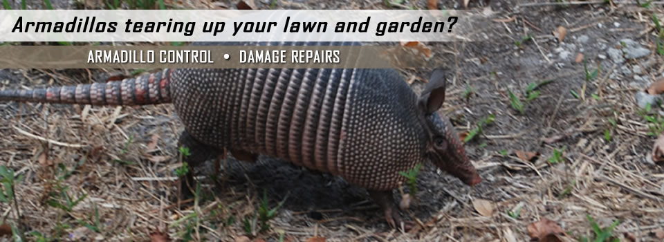 Denton Armadillo Removal, Control, Trapping of Armadillos