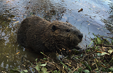 beaver-control