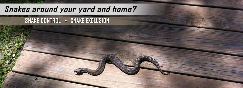 Snake Removal &amp; Control Fort Worth TX - AAAC Wildlife Removal