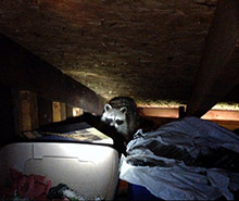 raccoon in attic louisville