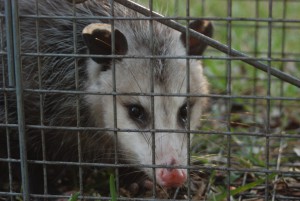 Opossum trapping Houston