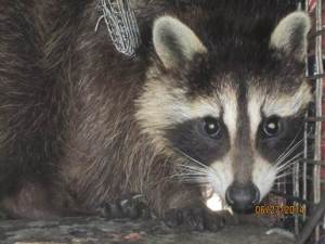raccoon2