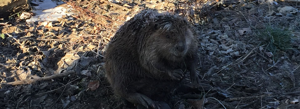 Louisville Beaver Removal, Control, Trapping