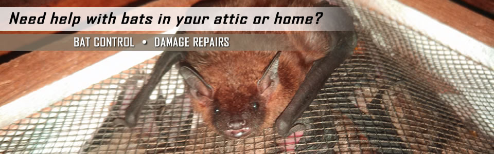 Bat Removal & Control Louisville KY - AAAC Wildlife Removal