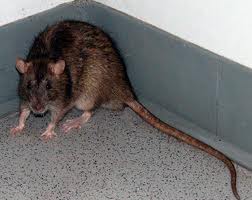 norway rat