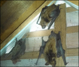 bat removal and control