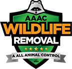 Rat Catcher - AAAC Wildlife Removal of Orlando