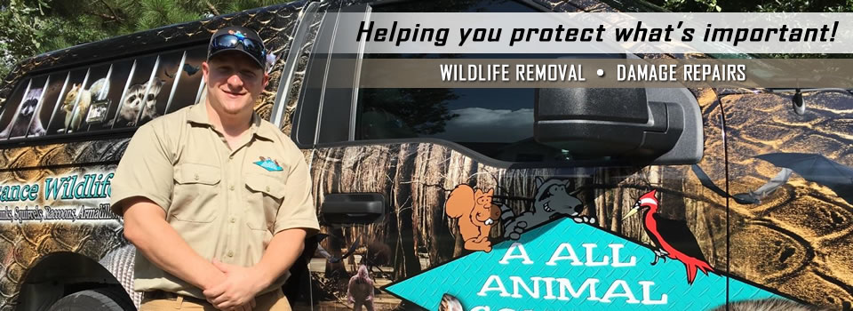 Animal Removal & Control Orlando FL - AAAC Wildlife Removal