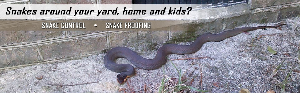 snake-control-slider-960x300