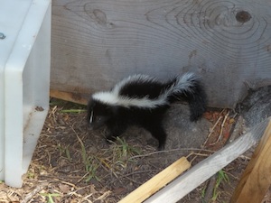 paducah-skunk
