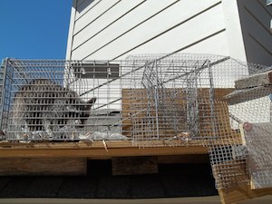 raccoontrapping