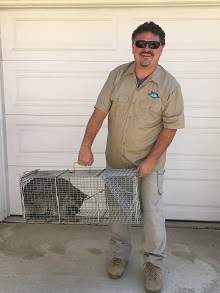 raccoon removal riverside
