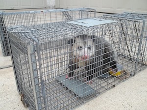 Opossum Trapping & Removal  Heron Home & Outdoor in Central FL