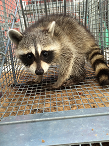 Raccoon in cage