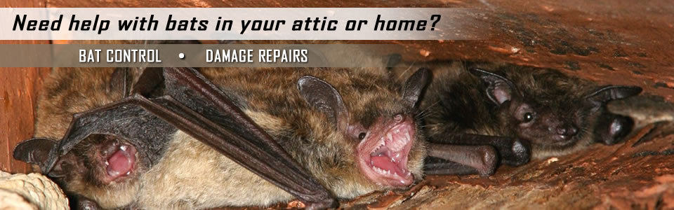 Wildlife Exclusion Services - AAAC Wildlife Removal of Roanoke