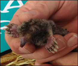 Brockport New York Remove Moles