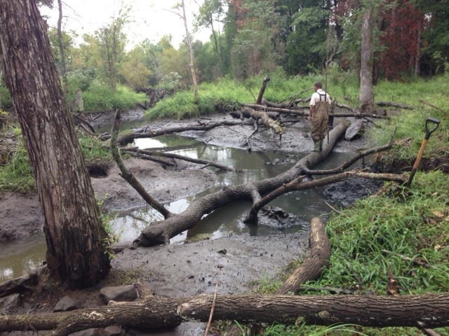 Beaver Removal & Control Rock Hill SC - AAAC Wildlife Removal