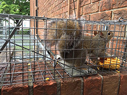 wildlife removal Yucaipa