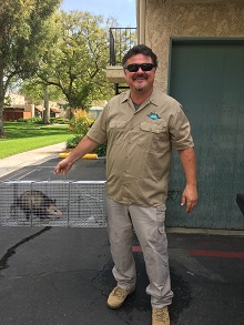 opossum removal san bernardino