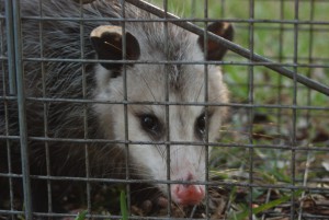 Opossum in cage