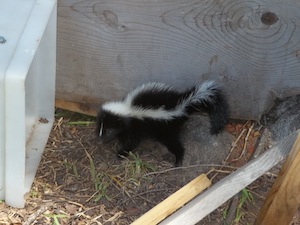 skunk trapping fontana