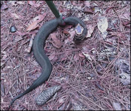 Trapped snake