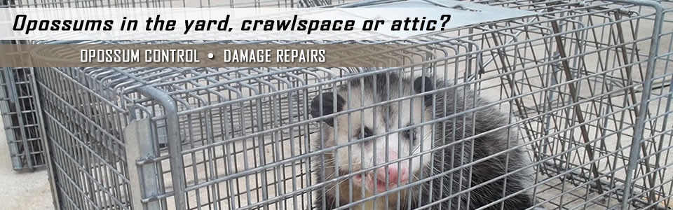 Opossum Removal & Control San Bernardino CA - AAAC Wildlife Removal