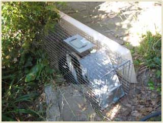 Skunk Removal & Control San Diego CA - AAAC Wildlife Removal
