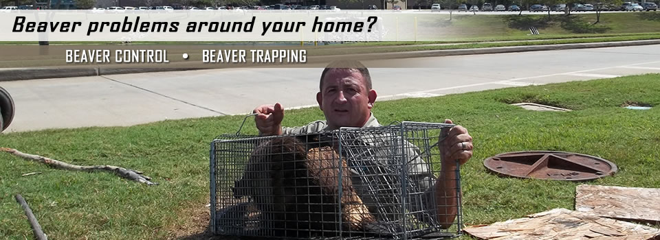 Team Member Holding Beaver In Cage- Beaver Control And Trapping 1