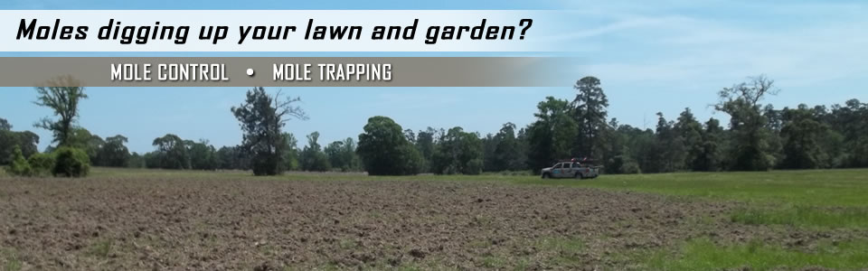 Mole Control And Trapping
