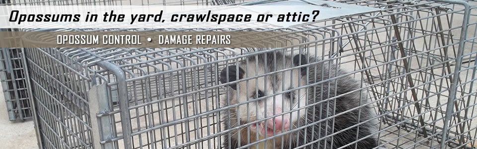 Opossum Control And Damage Repairs