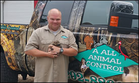 Bobcat Removal & Control Tampa FL - AAAC Wildlife Removal