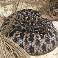 Pygmy Rattlesnake