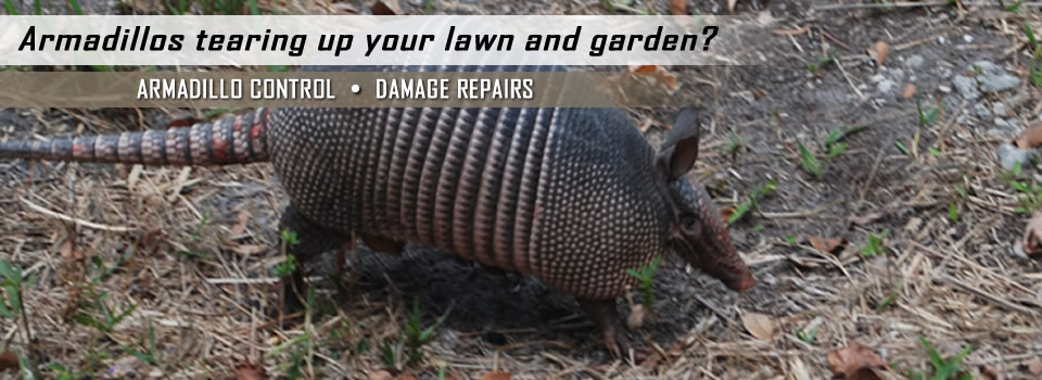 Armadillo Removal & Control Tomball TX - AAAC Wildlife Removal