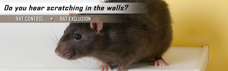 rat-control-slider