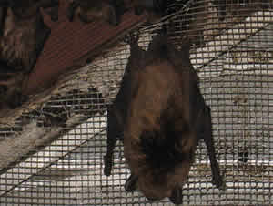 attic vent bat screening vents animal