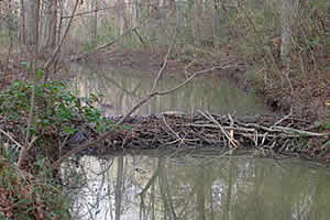 beaver_dam