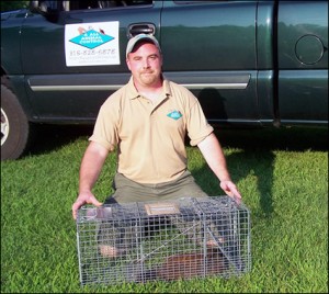 Rat Catcher - AAAC Wildlife Removal of Orlando