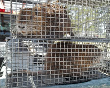 Wildlife Exclusion Services - AAAC Wildlife Removal of Mobile