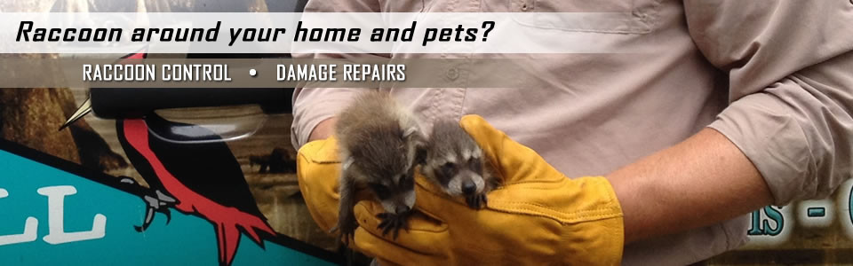 raccoon-control-slider